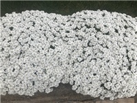 54866379-20190404 Iberis.jpg